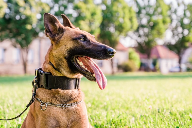 A dog working with a dog handler to tackle anti-social behaviour.