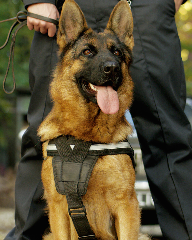 K9